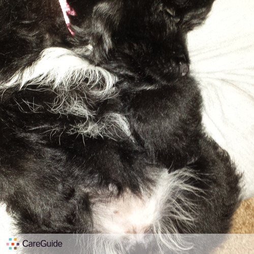 Pet Care Provider Nicole N's Profile Picture