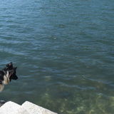 Skilled House and Petsitter for Hire