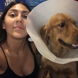 Seeking Manhattan Dog Walker Jobs