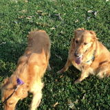 Pet Sitter