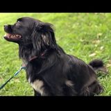 Deerfield Beach, Florida Dog Sitting Professional Posting