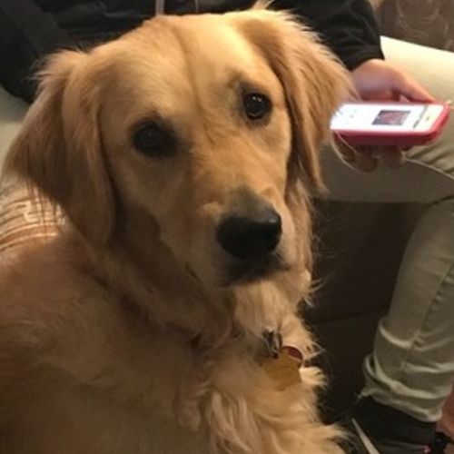 Pet Care Provider Faith Johnson's Profile Picture