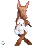 Experienced with Mischievous dogs !