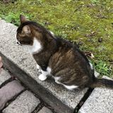 High school student in Toronto who works with animals and would love to share her passion for animals with others.