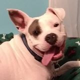 Looking for a Loving Pet Care Provider in Dayville, Connecticut