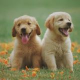 Pet Care Provider