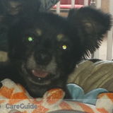 In search of dog lover to care for Buster