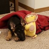 One night pet sitter for adorable GSD pup with opportunity for consistent position