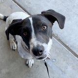 Hi there! My name is Jessica and Im looking for petsitting jobs in Bakersfield, CA.
