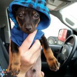 Need Pet "Nanny" for a few days