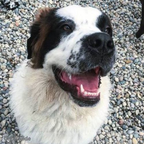 Pet Care Provider 's Profile Picture