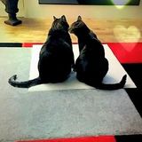 Looking For Mission cat Sitting Professional Opportunity