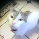 experienced cat sitter needed for week of July 4 2 visits required