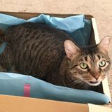 Pet Sitting Needed ASAP!