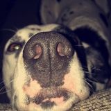 Hello my name is Paloma am 13 years old, love dogs or any animals, trying to make some extra money. Please call ()