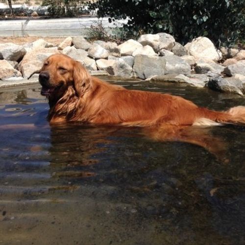 Pet Care Provider Sharon M's Profile Picture
