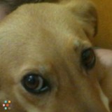 Pet sitter
