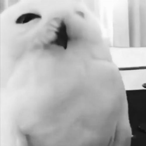 Handyman Provider White Owl S's Profile Picture