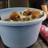 We give dogs the care they need and the love they deserve. Your pets will be taken good care off is our guarantee.