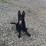Hey! Name is Rick. Offering in-home sitting and neighborhood walking. Will take pup to doggie park if requested.