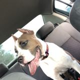 For Hire: Reliable Dog Sitting Professional in Naples