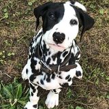 Stevens Point, Wisconsin Dog Walker/Pet Sitter
