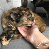 Loving Pet Sitter available in Edmonton!