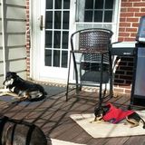 Seeking York Dog Sitter Opportunity