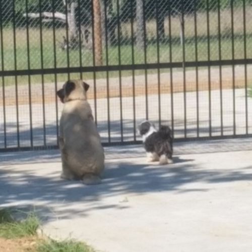 Pet Care Provider Tammy R's Profile Picture