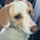 Honest Dog Walking Available Now!