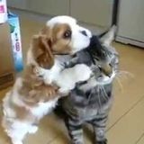 Love all animals.. Interviewing For Pompano Beach Dog Walker, Florida Jobs