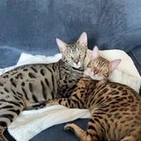 Looking for someone I trust to watch my two Bengals Boys (bagel and finnick)
