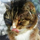 Fulltime Teacher Offering Part Time Pet Care