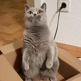 Seeking Toronto Pet Service Provider Jobs