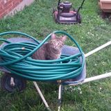 Looking for Midtown KCMO Cat Sitter Pro