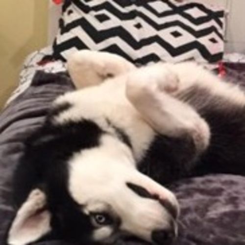 Pet Care Job Neomi S's Profile Picture