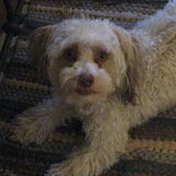 TLC Pet Sitting. Enjoy peace of mind when leaving your pets behind.