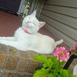 Pet Sitter