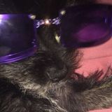 Pet sitter 4 the best dogs and cats!