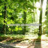 Amsteelle Photography