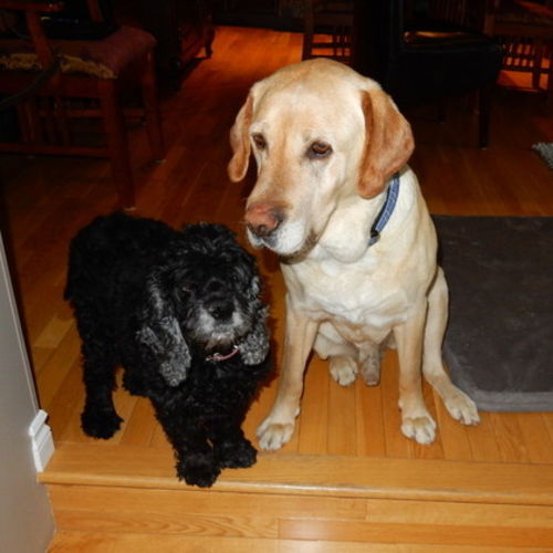 Pet Care Job Laura Wangen's Profile Picture