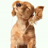Looking For Greenacres Pet Sitter Opportunity