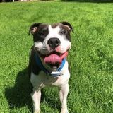 Available For Elmira Area Pet Sitter Opportunity