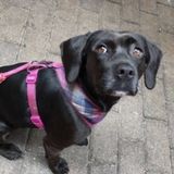 Great Dog Walker