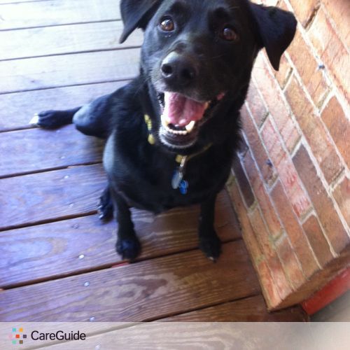 Pet Care Provider Meredith D's Profile Picture