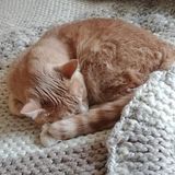 Rohnert Park Cat Sitter for the Holiday Week