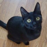 Sitter needed for my precious kitty about once a month