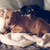 Searching for overnight care for my two cuddle buddies.