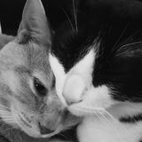 Hiring Santa Rosa, Cat sitter needed in December