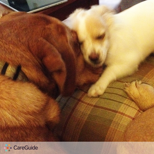 Pet Care Provider Michael Williams's Profile Picture